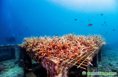 警報(bào)拉響！地球觸發(fā)首個(gè)“氣候臨界點(diǎn)”